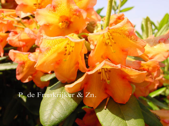 Rhododendron dichroanthum scyphocalyx
