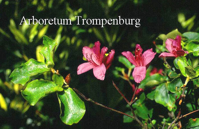 Rhododendron dilatatum