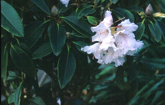 Rhododendron doshongense Rhododendron doshongense