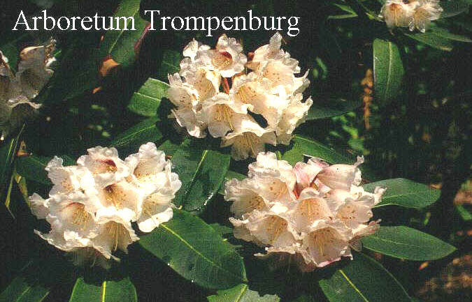 Rhododendron dryophyllum Rhododendron dryophyllum