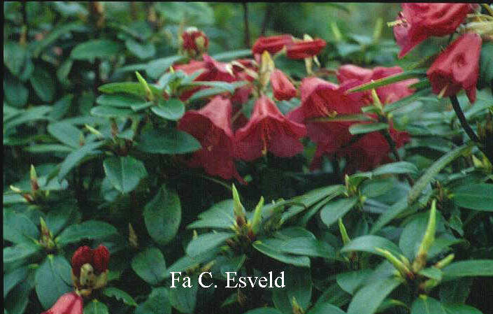 Rhododendron eudoxum