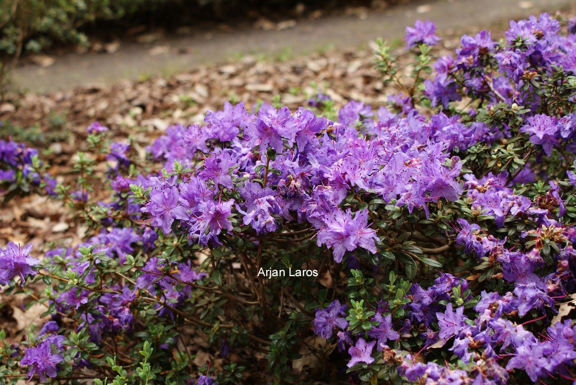 Rhododendron fastigiatum
