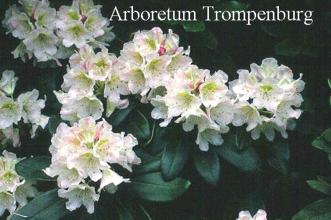 Rhododendron fauriei Rhododendron fauriei