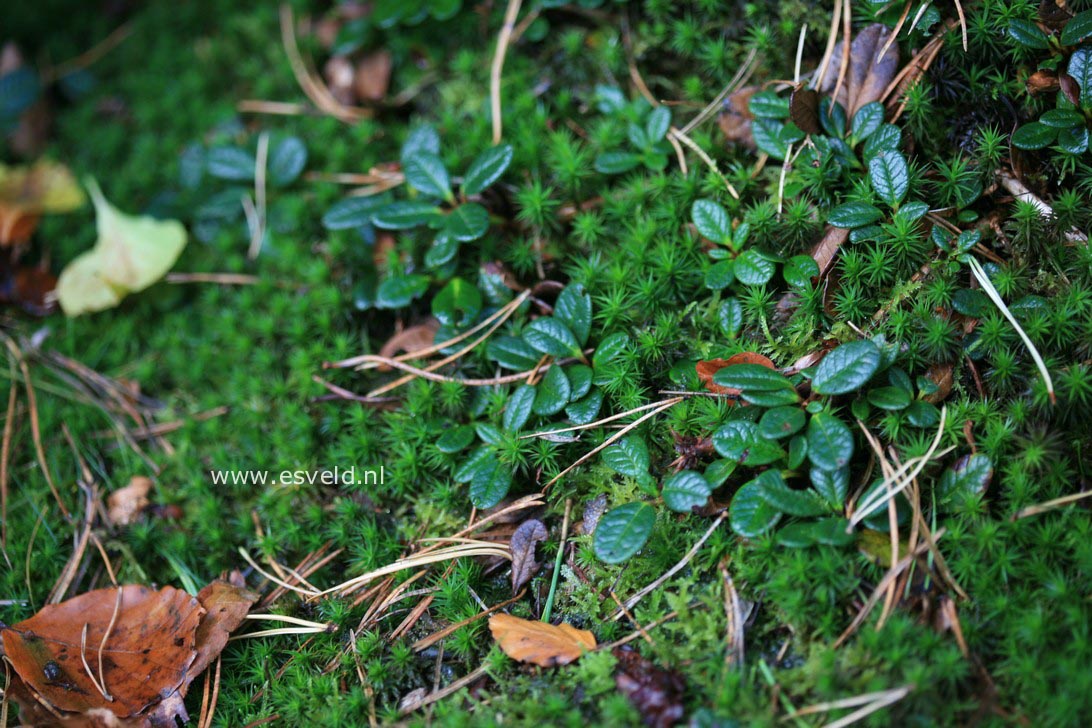 Rhododendron forrestii