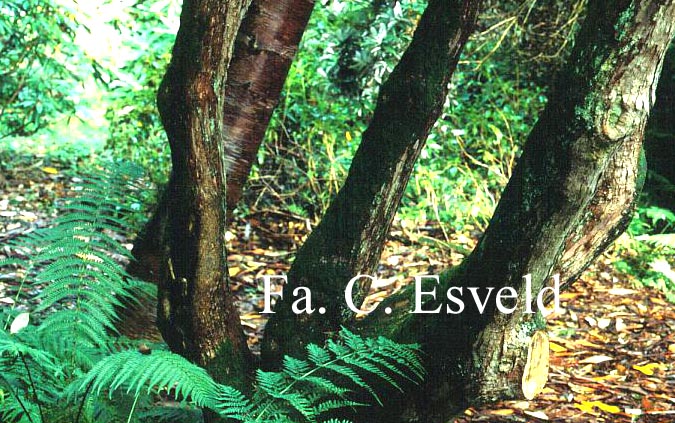 Rhododendron fortunei discolor