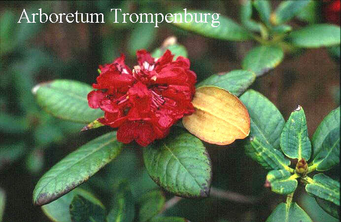 Rhododendron fulgens