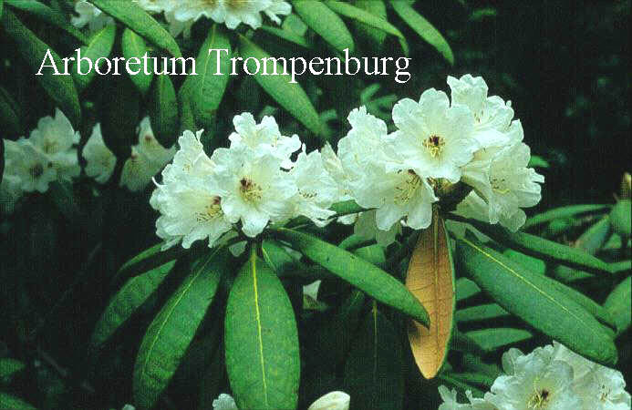 Rhododendron galactinum