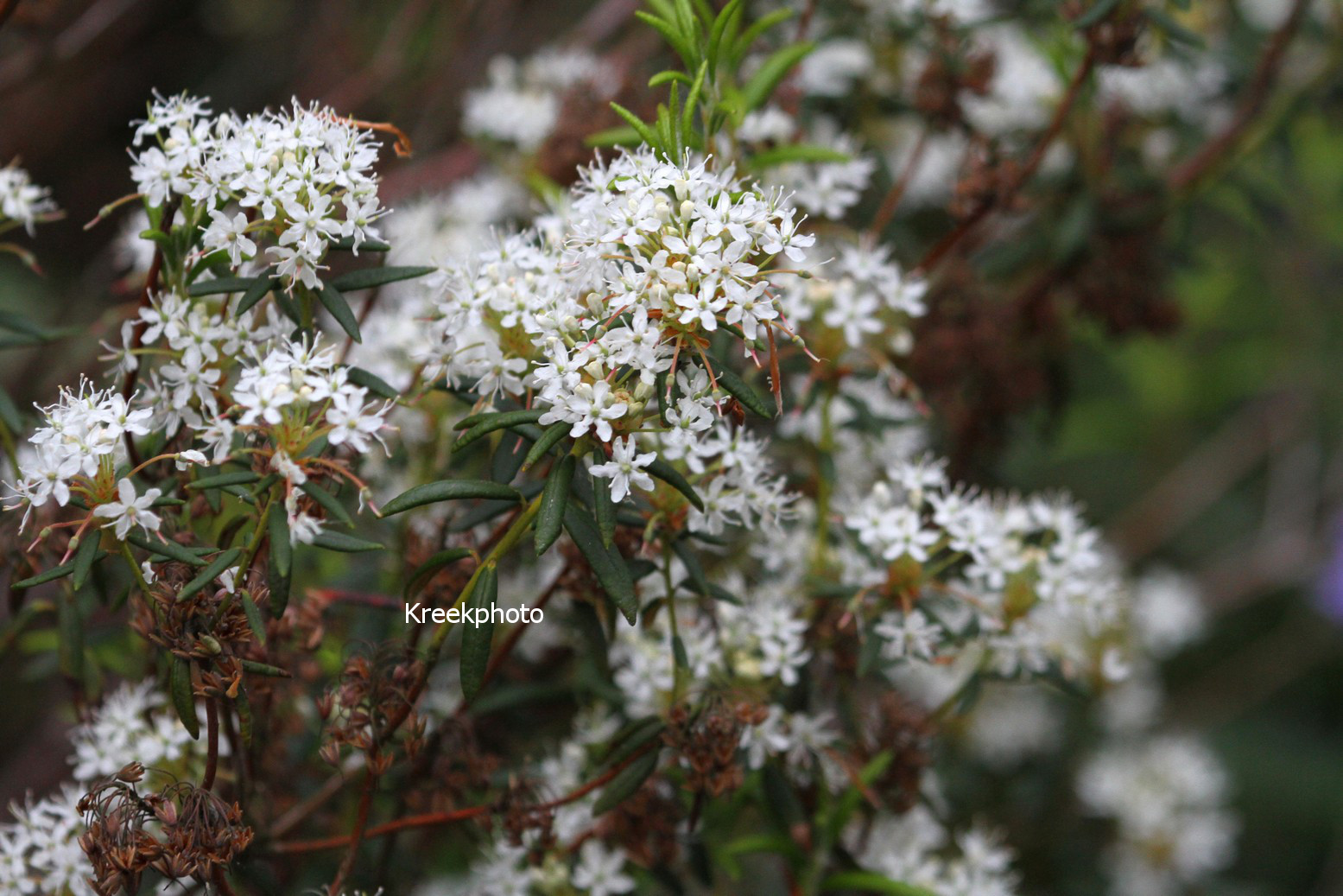 Rhododendron groenlandicum