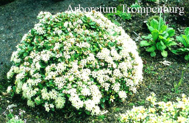 Rhododendron hanceanum 'Nanum'