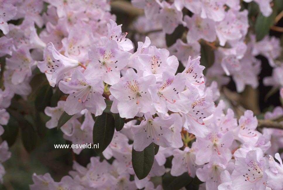 Rhododendron heliolepis brevistylum (35053)