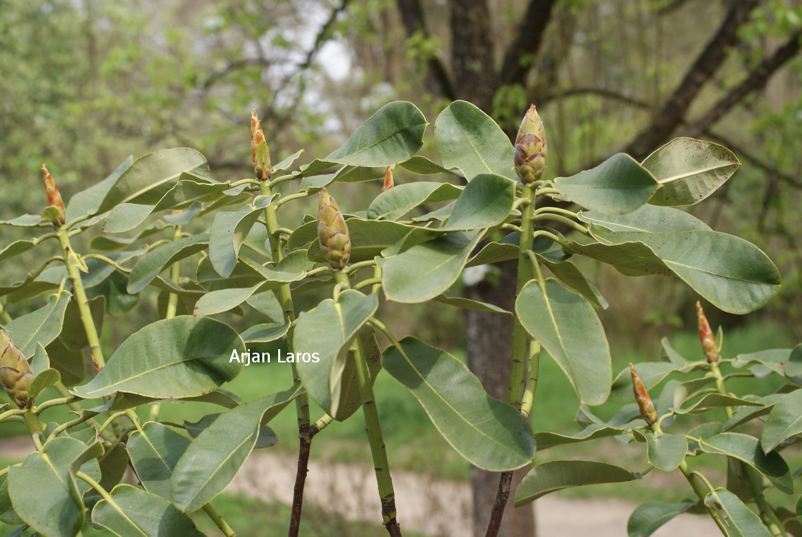 Rhododendron hemsleyanum (80710)