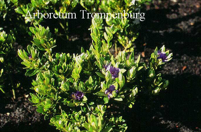 Rhododendron hippophaeoides 'Bei mei shan' Rhododendron hippophaeoides 'Bei mei shan'