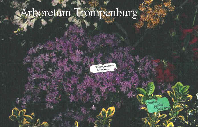 Rhododendron hippophaeoides 'Inshriach'