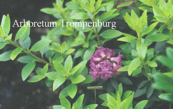 Rhododendron hirsutum 'Plenum'