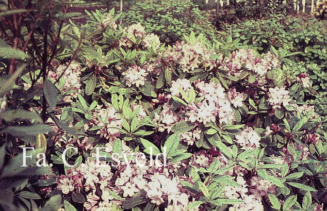 Rhododendron houlstonii