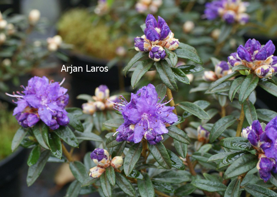 Rhododendron impeditum 'Maggie'
