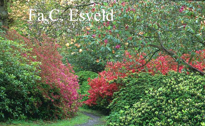 Rhododendron japans, onbenaamd (Azalea)