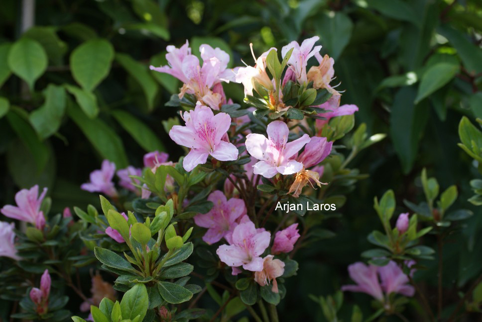 Rhododendron kaempferi macrogemmum (57713)