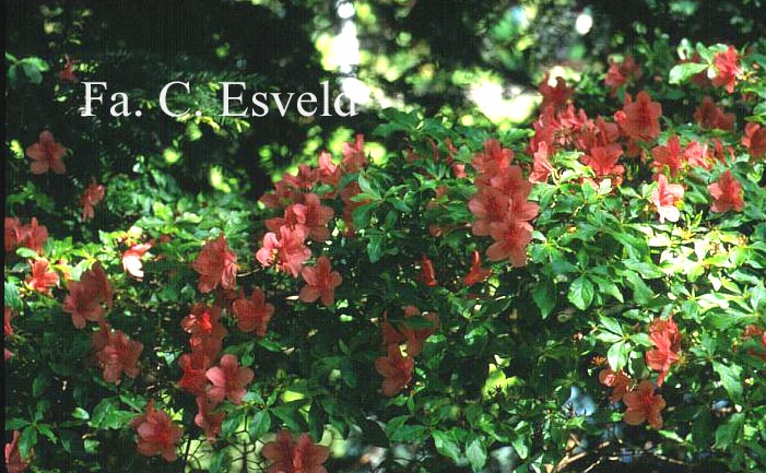 Rhododendron kaempferi