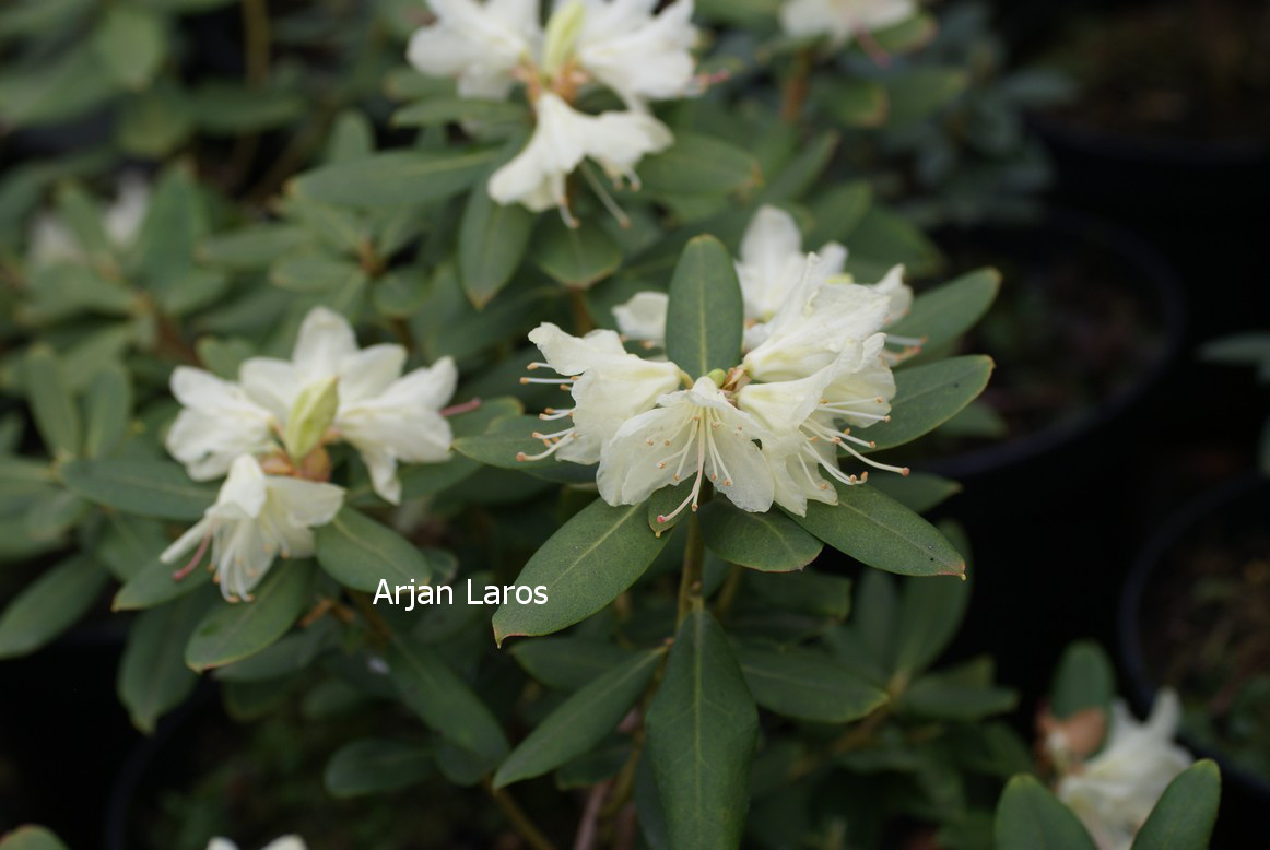 Rhododendron keiskei 'Banana Boat'