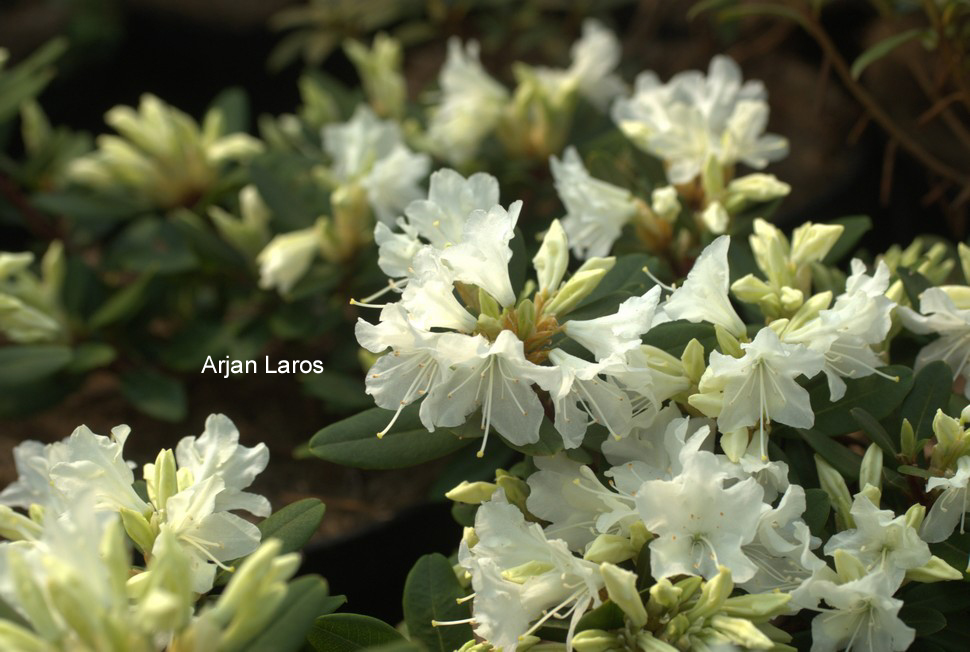 Rhododendron keiskei ozawae
