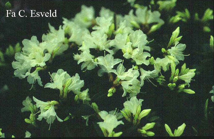 Rhododendron keiskei x racemosum