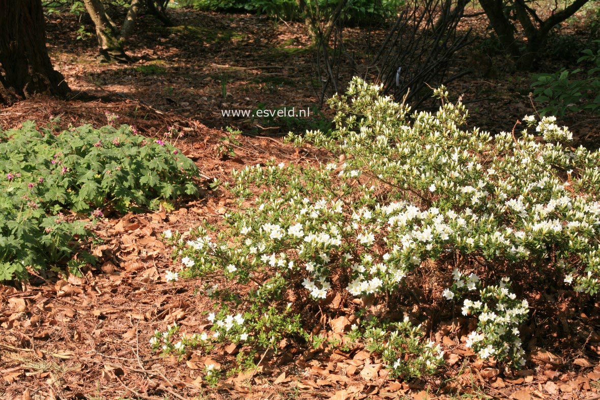 Rhododendron kiusianum 'Albiflorum'
