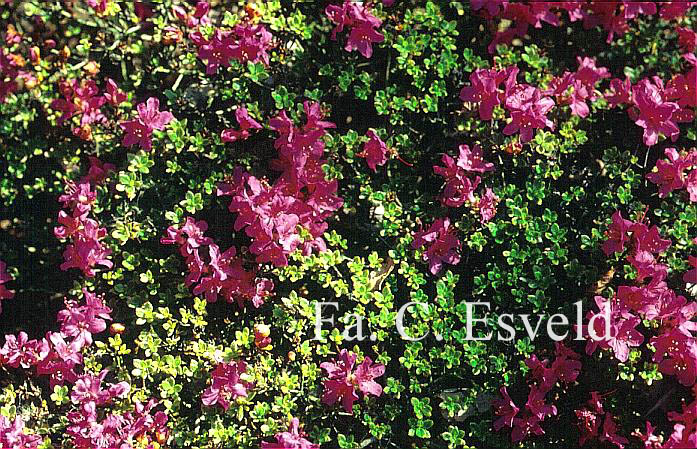 Rhododendron kiusianum 'Best Pink'