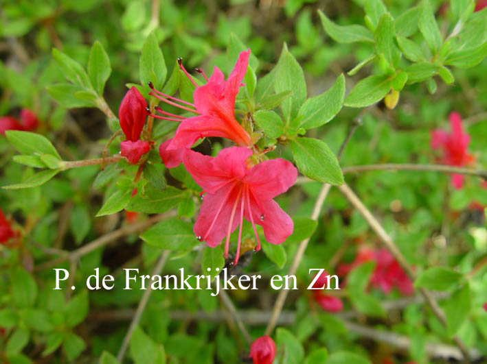 Rhododendron kiusianum 'Hinode'