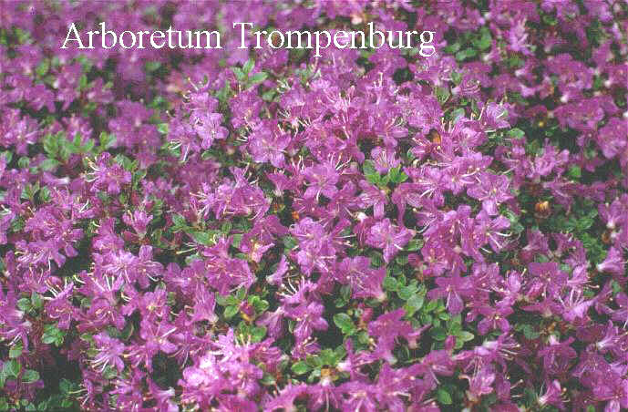 Rhododendron kiusianum alpinum