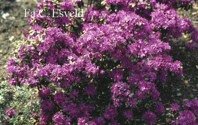 Rhododendron lapponicum parvifolium