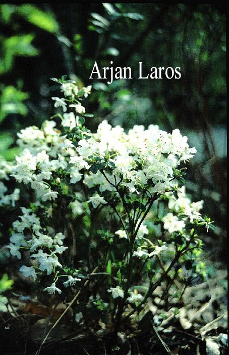 Rhododendron lepidotum chloranthum