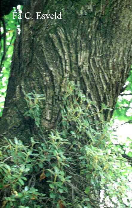 Rhododendron leucaspis