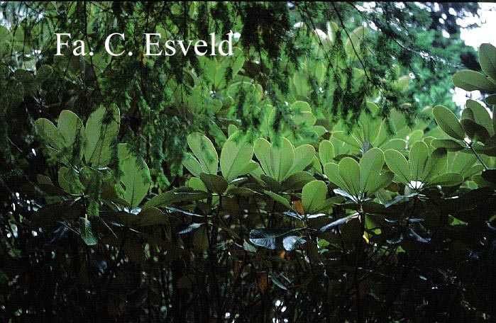 Rhododendron macabeanum