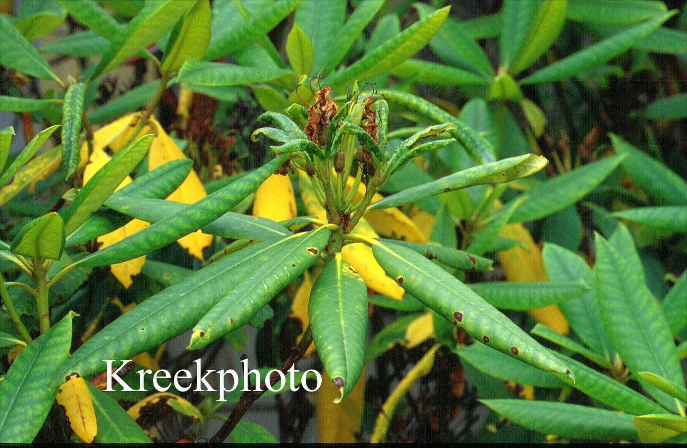 Rhododendron macrophyllum
