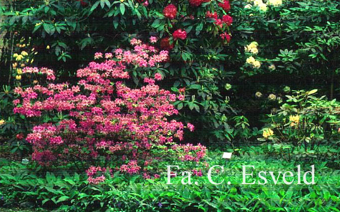 Rhododendron macrosepalum