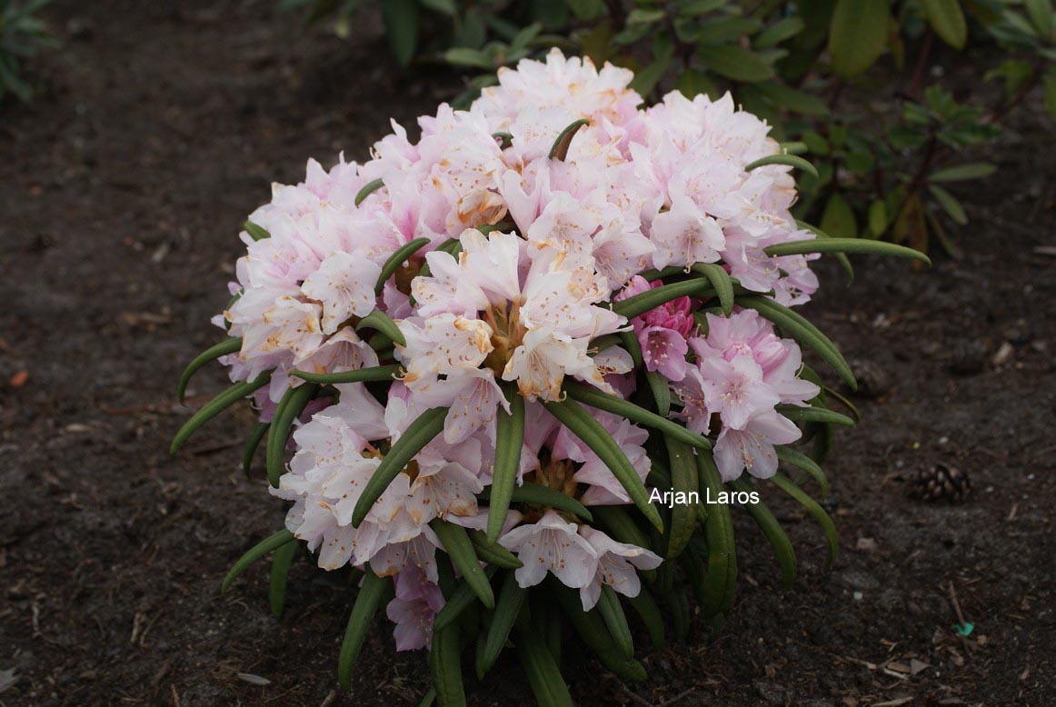 Rhododendron makinoi 'Fuju kaku no matsu'