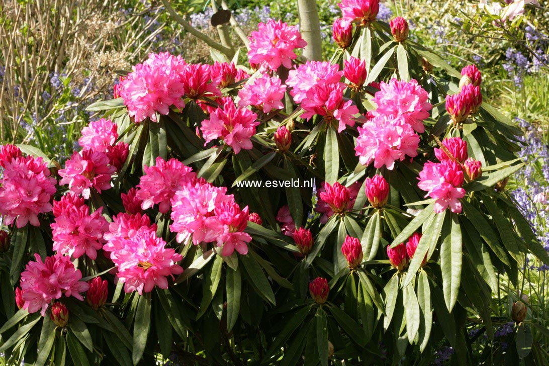 Rhododendron makinoi 'Silber'