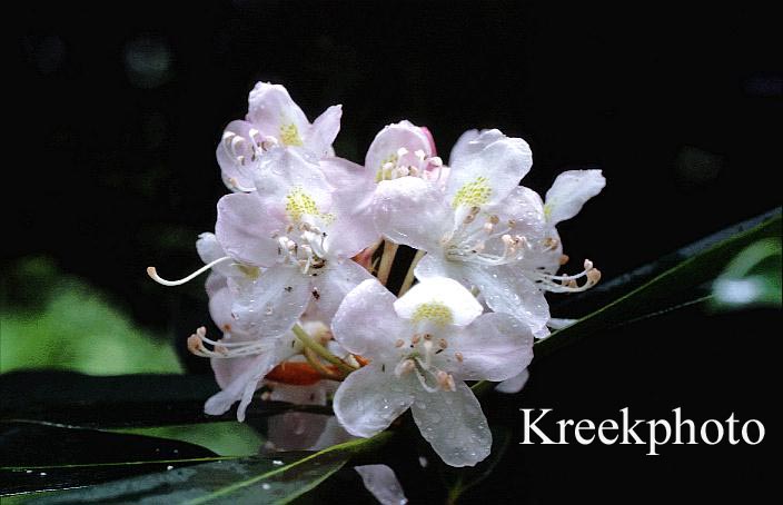Rhododendron maximum