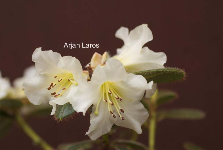 Rhododendron megeratum