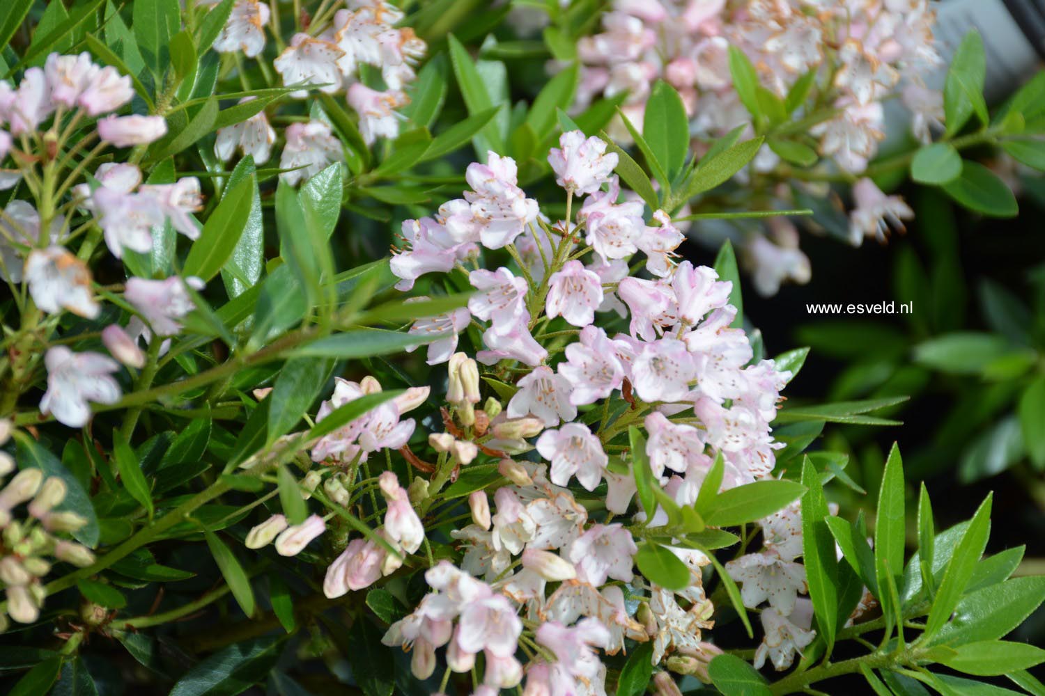 Rhododendron micranthum