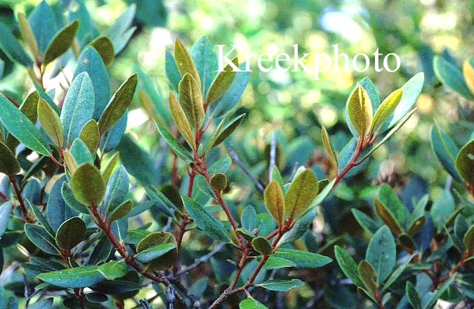 Rhododendron minus