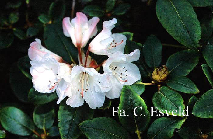 Rhododendron miyagrum