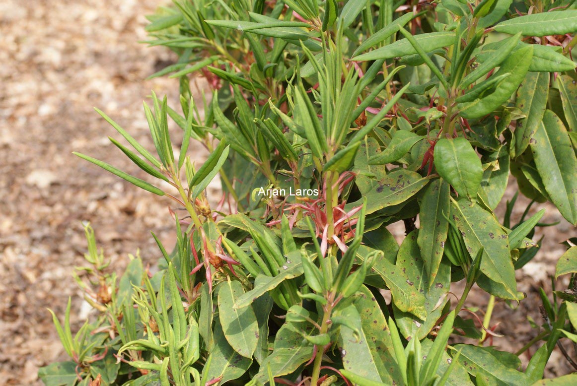 Rhododendron morii