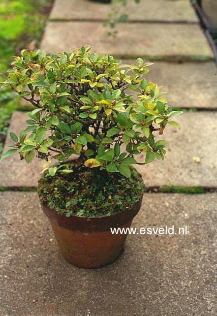 Rhododendron mucronulatum