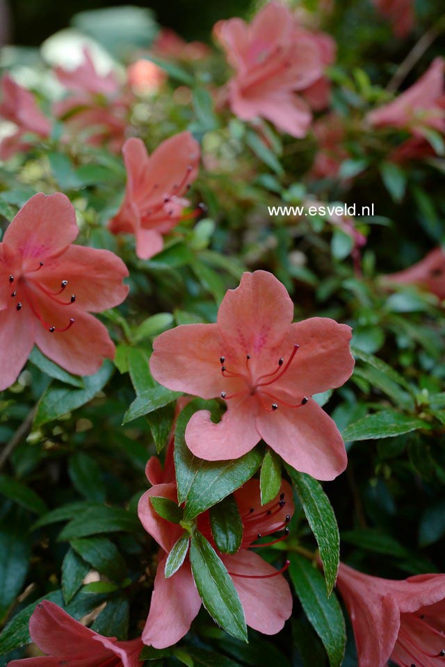 Rhododendron nakaharae 'Alexander'