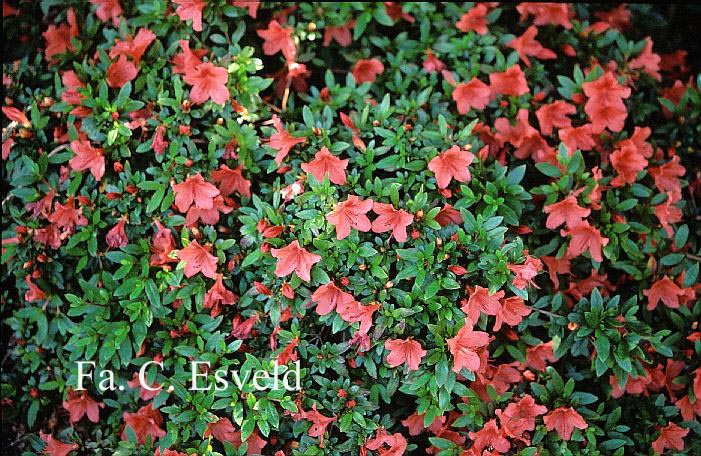 Rhododendron nakaharae 'Deep Orange'