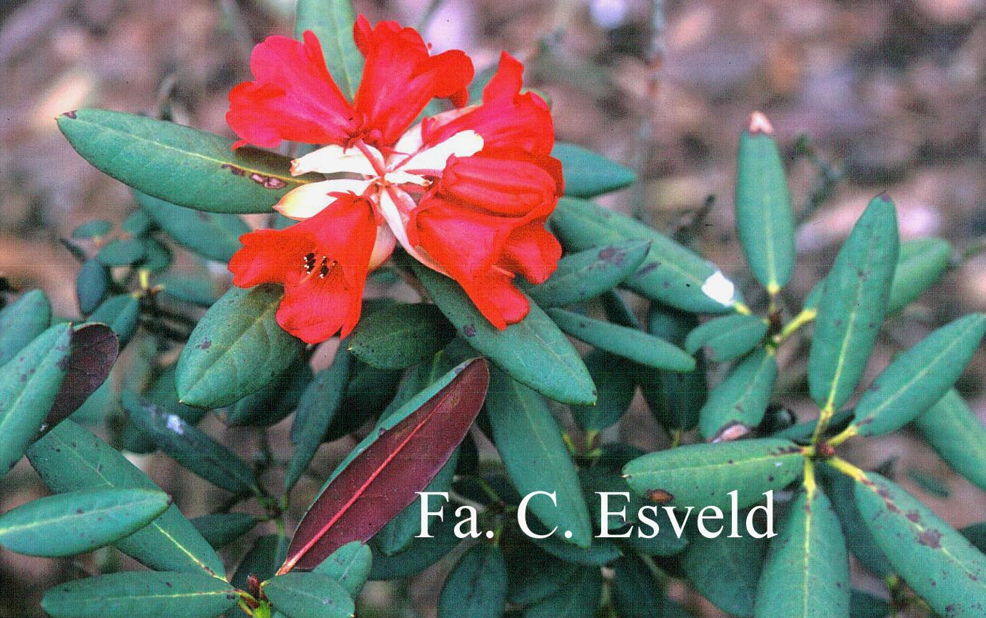 Rhododendron neriiflorum 'Rosevallon'