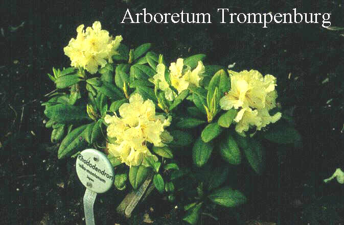 Rhododendron nikomontanum