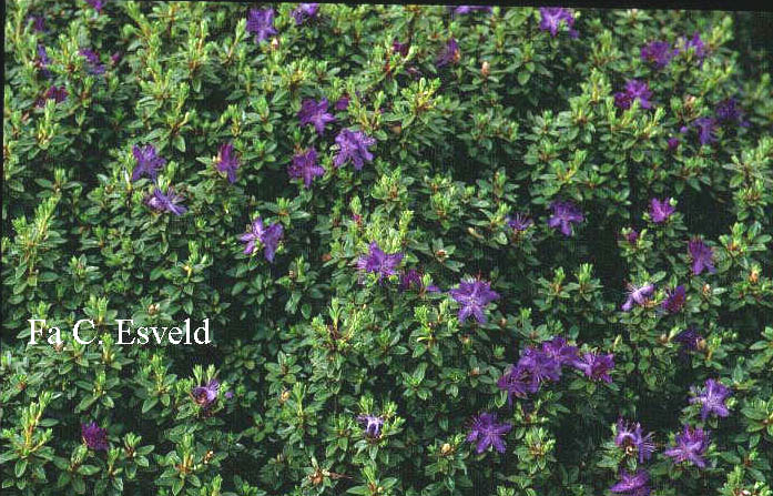 Rhododendron nitidulum omeiense